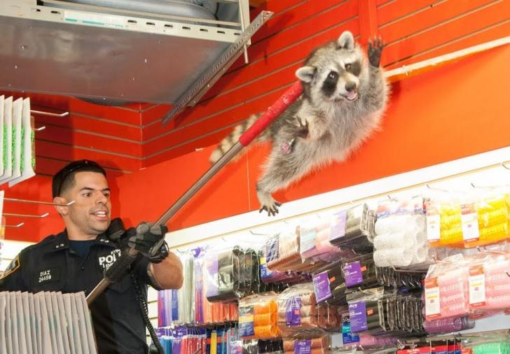 NYPD escorting a raccoon out of a beauty salon #notmypolice
