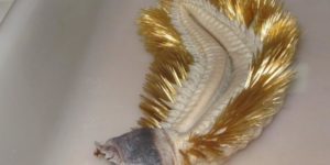 Giant worm discovered in the deep Antarctic Ocean. Doubles as a snitch.