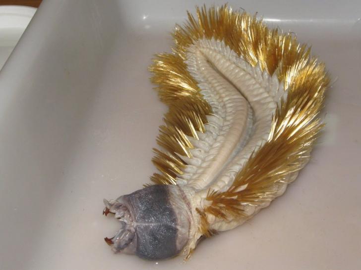 Giant worm discovered in the deep Antarctic Ocean. Doubles as a snitch.