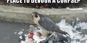 A falcon killed a seagull at Fred Meyer. He was surrounded by horrified onlookers