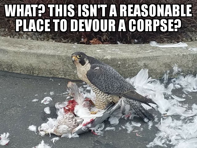A falcon killed a seagull at Fred Meyer. He was surrounded by horrified onlookers
