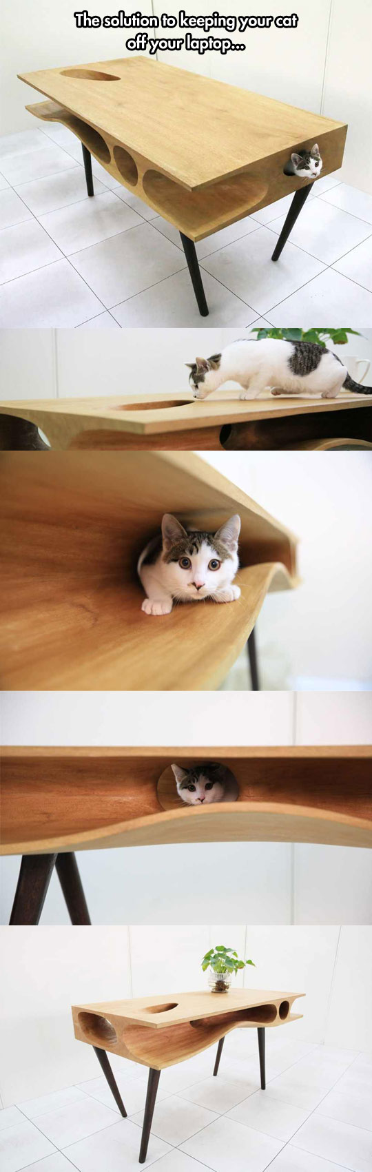 Cat Table