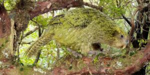 Pretty good camouflage for a giant, flightless parrot