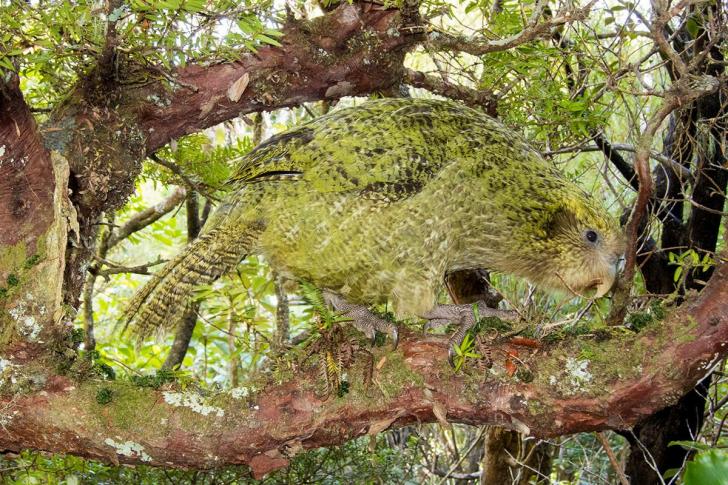 Pretty good camouflage for a giant, flightless parrot