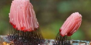 Stemonitis fuscais, AKA slime mold