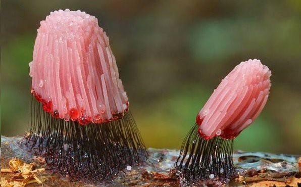 Stemonitis fuscais, AKA slime mold