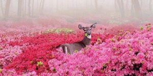 Deer heaven