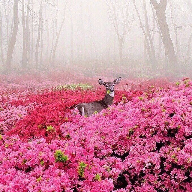 Deer heaven