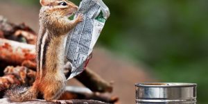 One man’s trash is another chipmunk’s reading material.