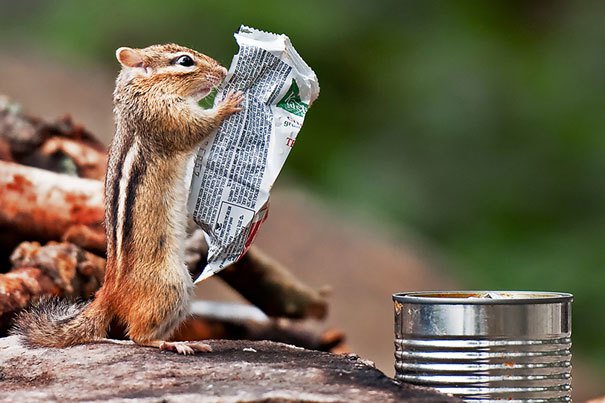 One man's trash is another chipmunk's reading material.