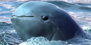 The highly endangered Irrawaddy dolphin