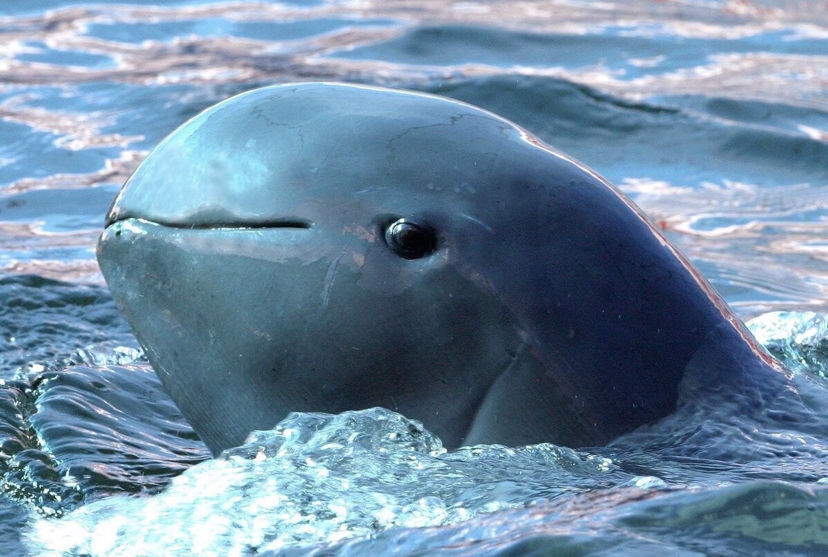 The highly endangered Irrawaddy dolphin