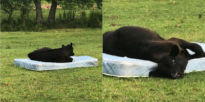 Cows do not mind a mattress, turns out.