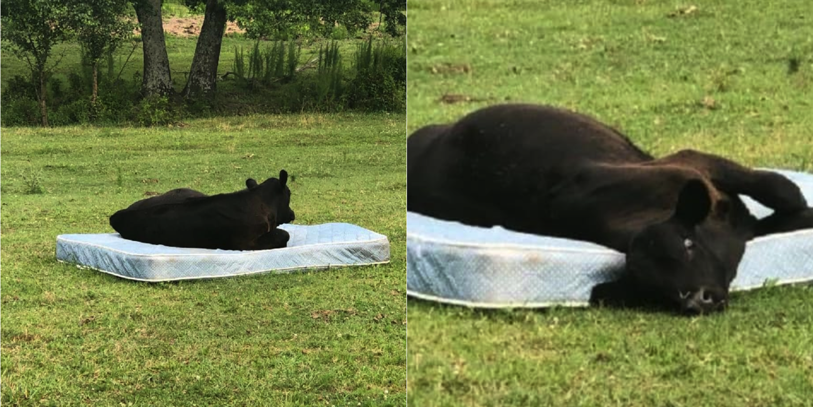 Cows do not mind a mattress, turns out. 