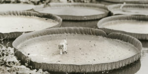 Picture of cat on giant water lily, taken in 1935.