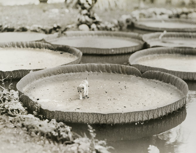 Picture of cat on giant water lily, taken in 1935.