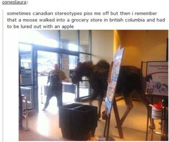 Canadian stereotypes piss me off.