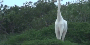 The elusive white giraffe