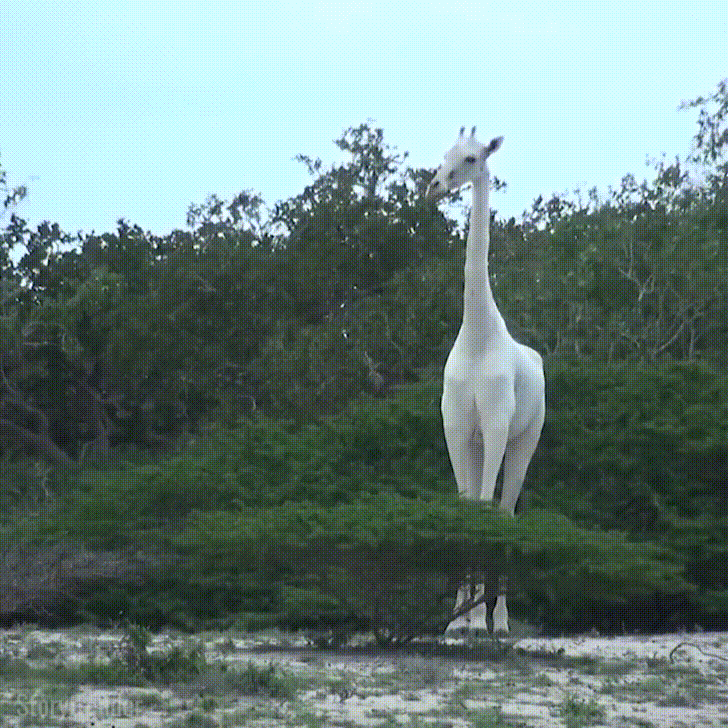 The elusive white giraffe