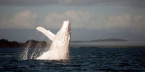 An Albino Humpback Whale.