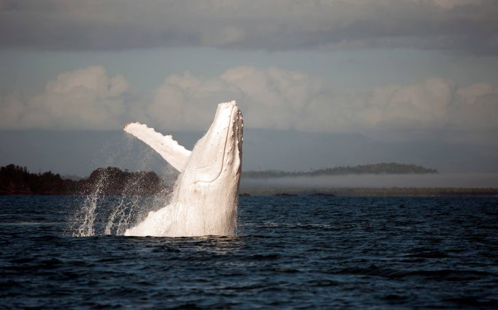 An Albino Humpback Whale.