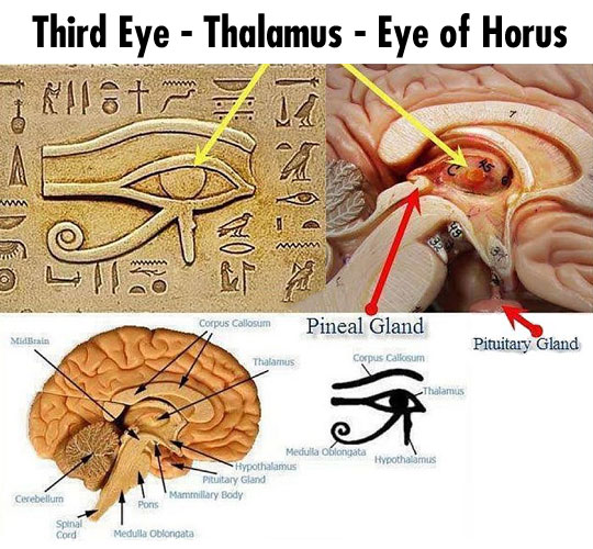 The third eye.