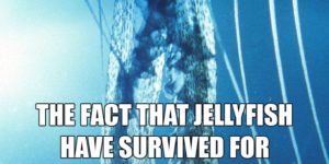 Jellyfish.