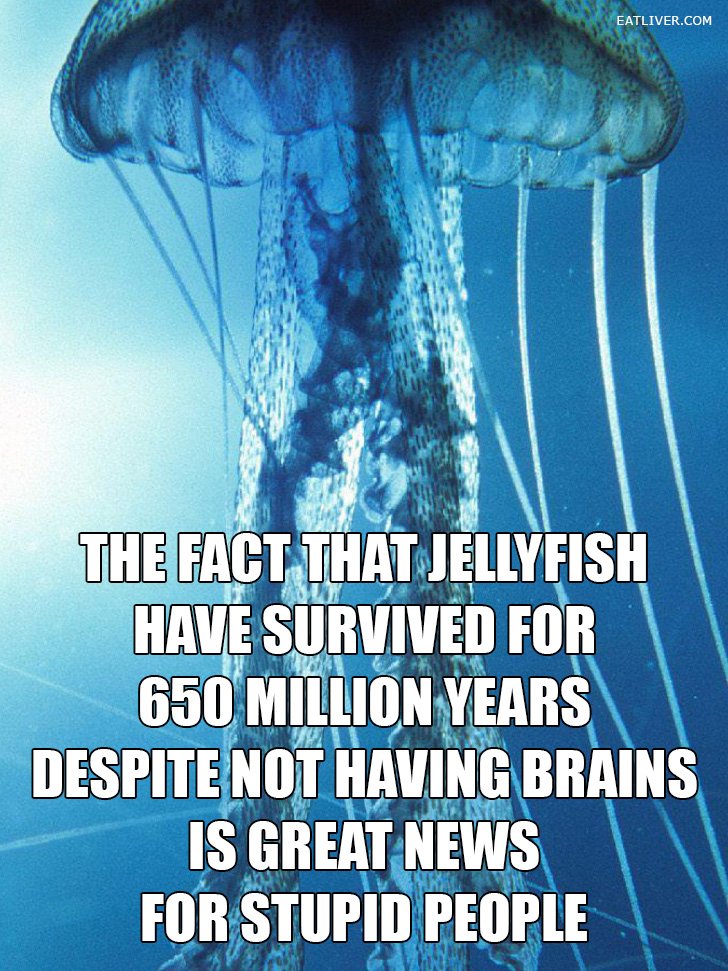 Jellyfish.