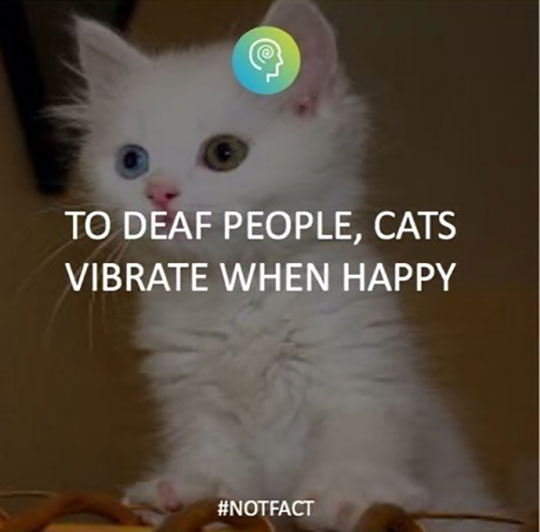 Cats and deaf people.