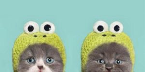 Two kittens in knit frog hats are definitely better than one