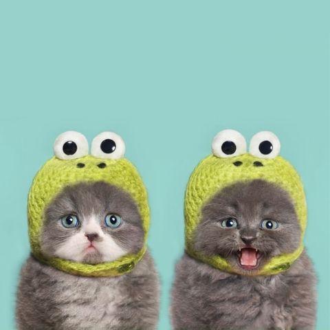 Two kittens in knit frog hats are definitely better than one