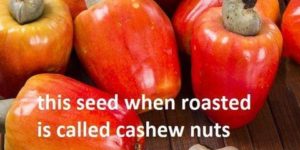 Cashew vs cashew nuts