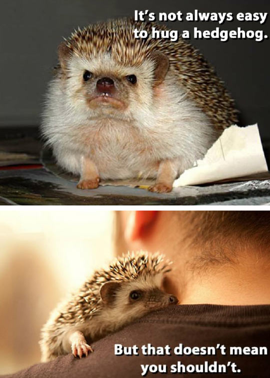 Hug A Hedgehog Today