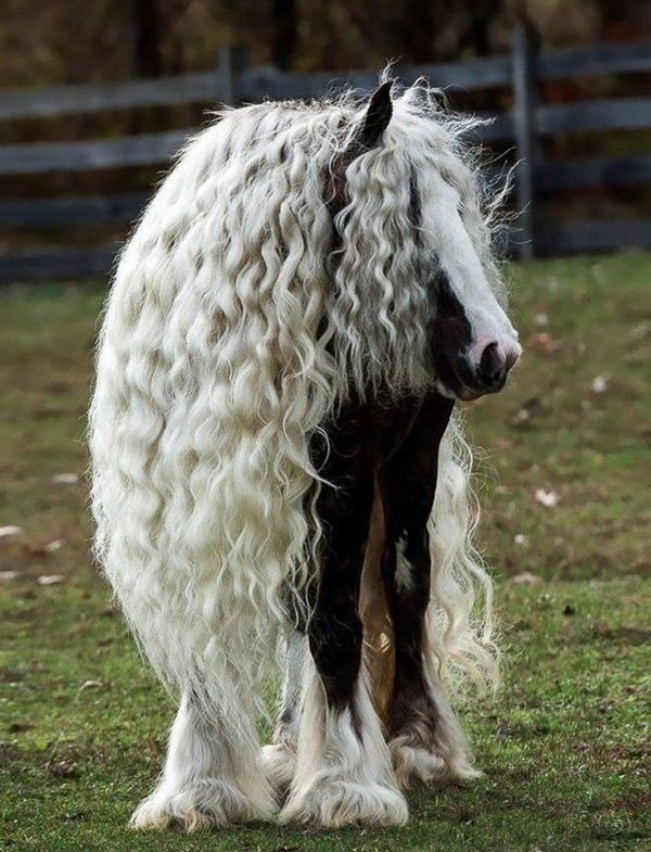 No one will ever have as good a hair day as this horse.