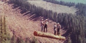 Loggers are a different breed, circa 1977