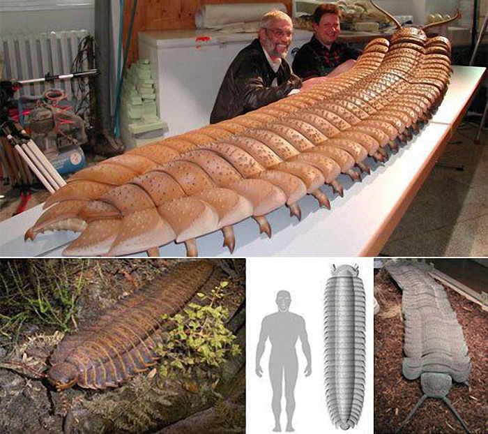 Arthropleura, an extinct prehistoric millipede and the largest known land invertebrate to ever exist.