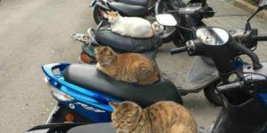 Biker gang terrorises local residents