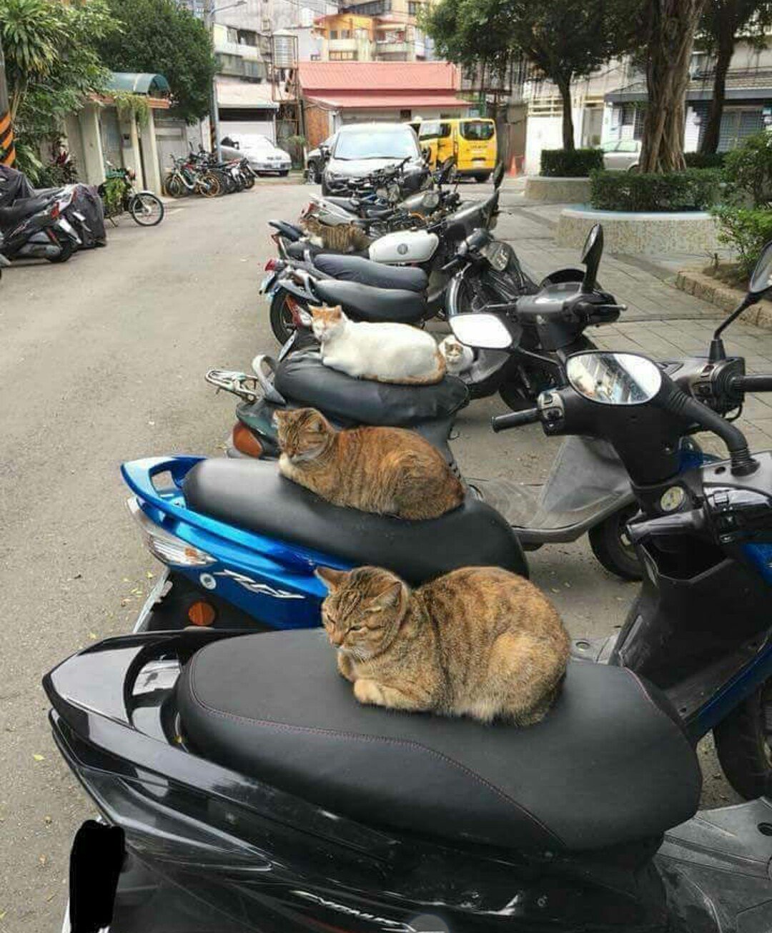 Biker gang terrorises local residents