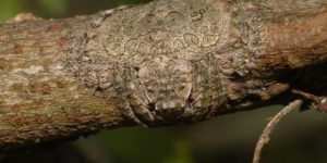 Known as the wrap-around spider, this spider can flatten and wrap its body around tree limbs as camouflage.