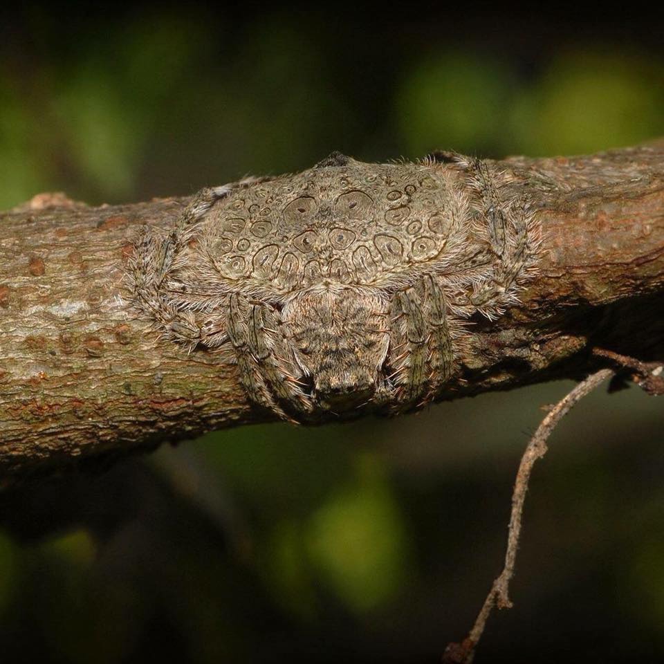 Known as the wrap-around spider, this spider can flatten and wrap its body around tree limbs as camouflage.