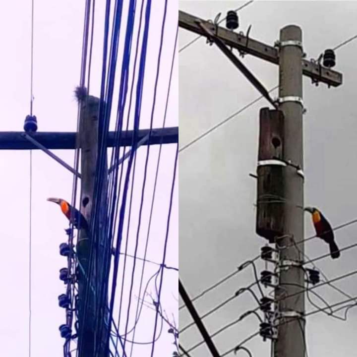 When they replaced his telephone pole, they made sure to keep the section that contained the bird's nest.