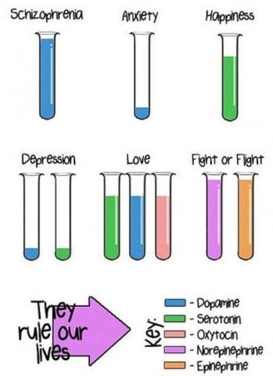 The 5 chemicals that rule your life.