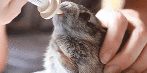 Excited baby bunny drinking milk