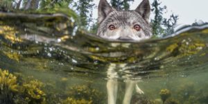 Wolf Investigates a Camera in the Water (Ian McAllister)