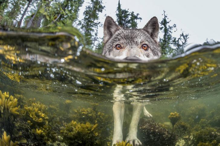 Wolf Investigates a Camera in the Water (Ian McAllister)