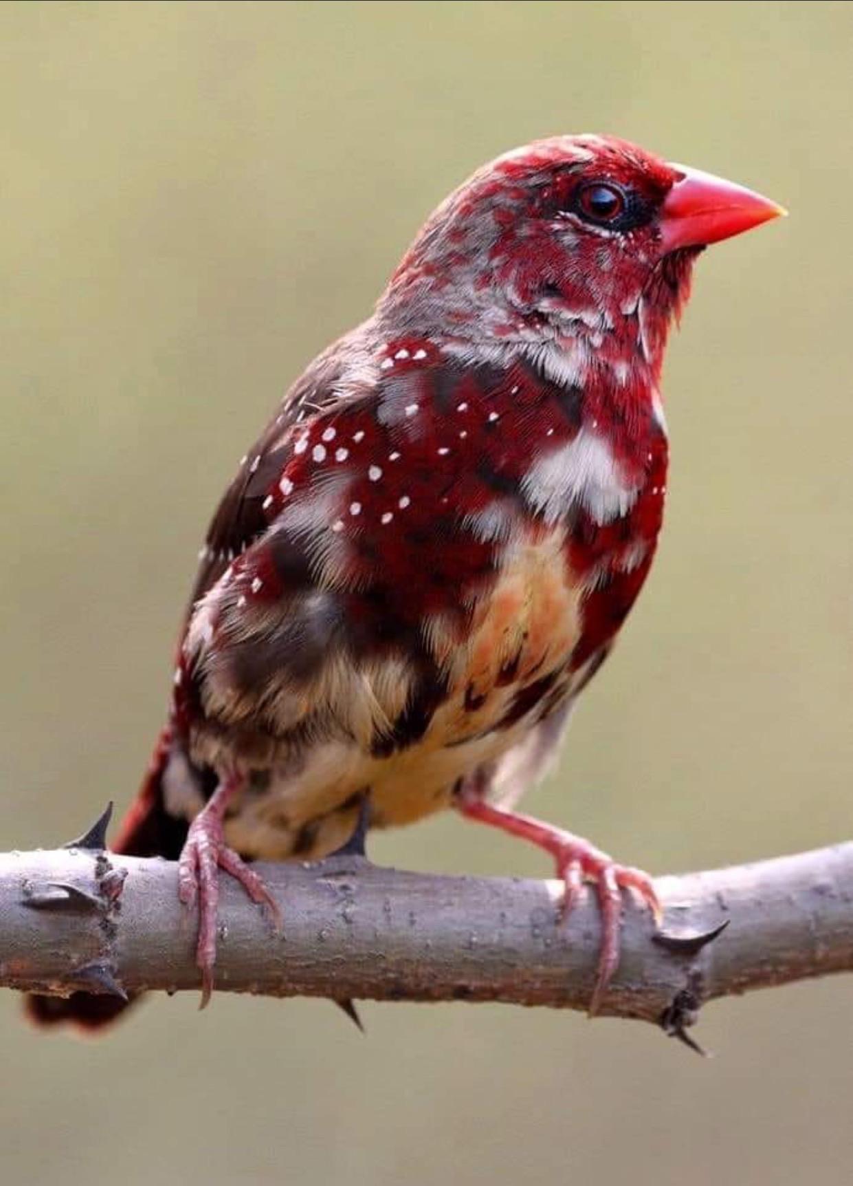 The lovely Strawberry Finch Tit