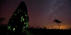 Fireflies took over a termite mound and their larvae make it glow at night.