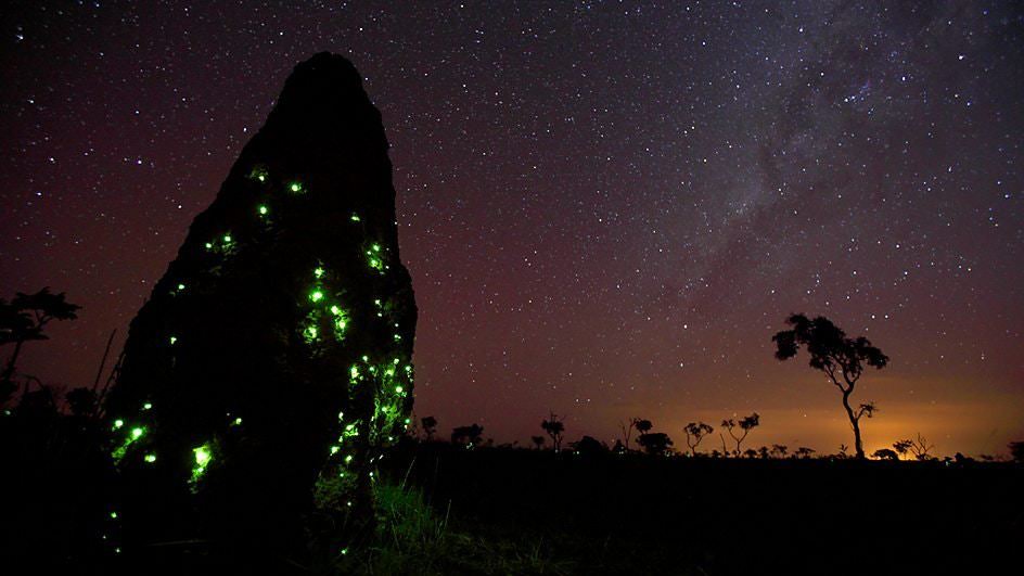 Fireflies took over a termite mound and their larvae make it glow at night.