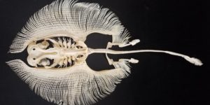 A stingray skeleton is probably one of the more interesting things you’ll see today.
