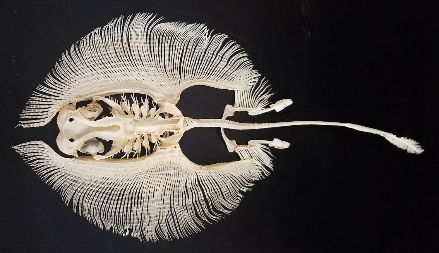 A stingray skeleton is probably one of the more interesting things you'll see today.